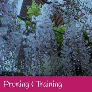 Pruning and Trimming