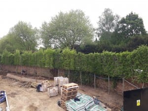 Bushy Business - Surrey Planting Project; Esher, Surrey