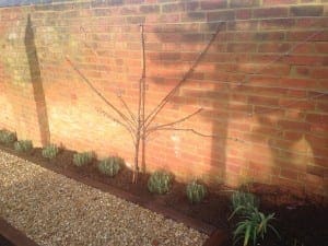 Bushy Business Gardening - Creative Aftercare