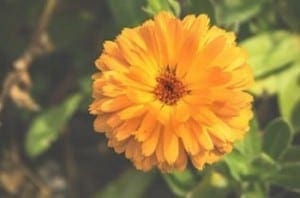 Bushy Business - Fun In The Garden – Issue 16