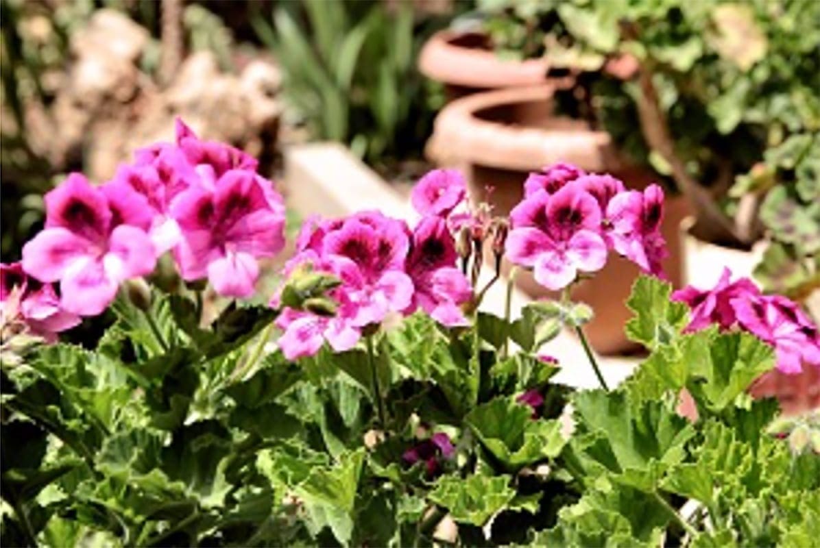 Bushy Business – Fun In The Garden – Issue 23 Bushy Business - Fun In The Garden – Issue 23