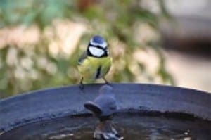 Bushy Business - Fun In The Garden – Issue 23