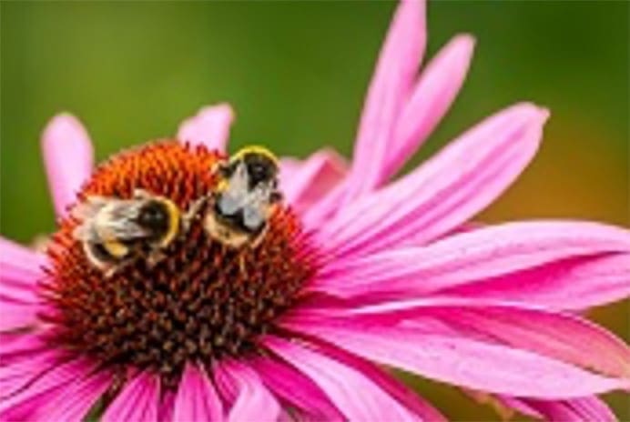 Bushy Business – Fun In The Garden – Issue 23 Bushy Business - Fun In The Garden – Issue 23