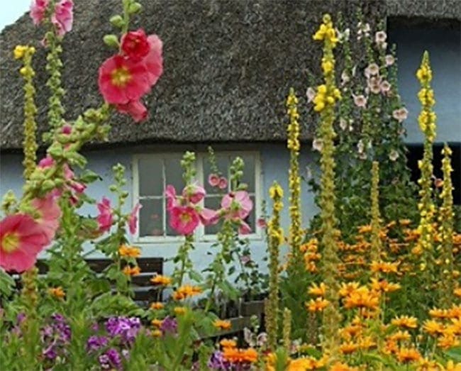Bushy Business – Fun In The Garden – Issue 32 Bushy Business - Fun In The Garden – Issue 32