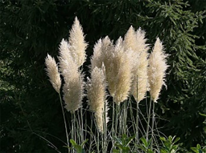 Bushy Business – Fun In The Garden – Issue 33 Bushy Business - Fun In The Garden – Issue 33