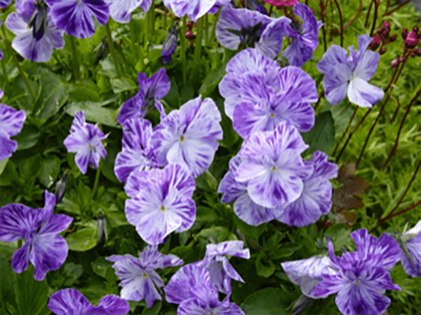 Bushy Business – Fun In The Garden – Issue 34 Bushy Business - Fun In The Garden – Issue 34