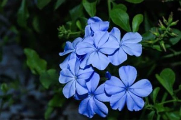 Bushy Business – Fun In The Garden – Issue 40 Bushy Business - Fun In The Garden – Issue 40