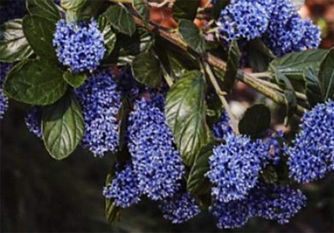 Bushy Business – Fun In The Garden – Issue 51 Bushy Business - Fun In The Garden – Issue 51