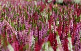 Bushy Business - Fun In The Garden – Issue 52