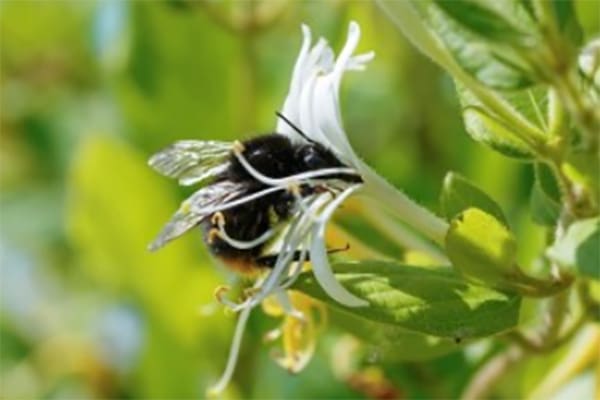 Bushy Business – Fun In The Garden – Issue 54 Bushy Business - Fun In The Garden – Issue 54