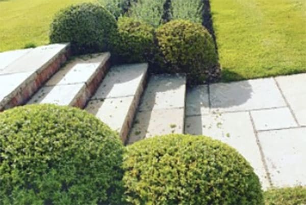 Bushy Business – Fun In The Garden – Issue 58 Bushy Business - Fun In The Garden – Issue 58