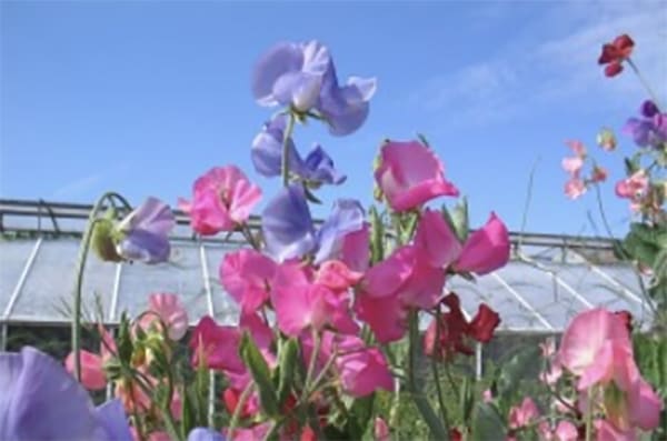 Bushy Business – Fun In The Garden – Issue 60 Bushy Business - Fun In The Garden – Issue 60