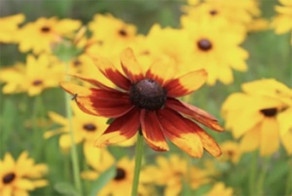 Bushy Business – Fun In The Garden – Issue 64 Bushy Business - Fun In The Garden – Issue 64
